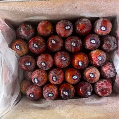 fresh plum fresh plum