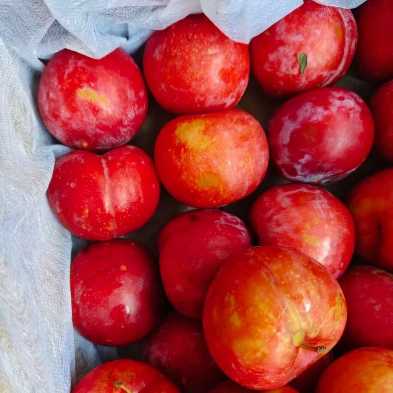 fresh plum fresh plum